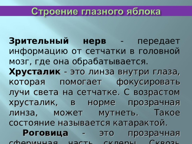 Зрительный нерв - передает информацию от сетчатки в головной мозг, где она обрабатывается. Хрусталик - это линза внутри глаза, которая помогает фокусировать лучи света на сетчатке. С возрастом хрусталик, в норме прозрачная линза, может мутнеть. Такое состояние называется катарактой.  Роговица - это прозрачная сферичная часть склеры. Сквозь роговицу свет попадает в глаз. 