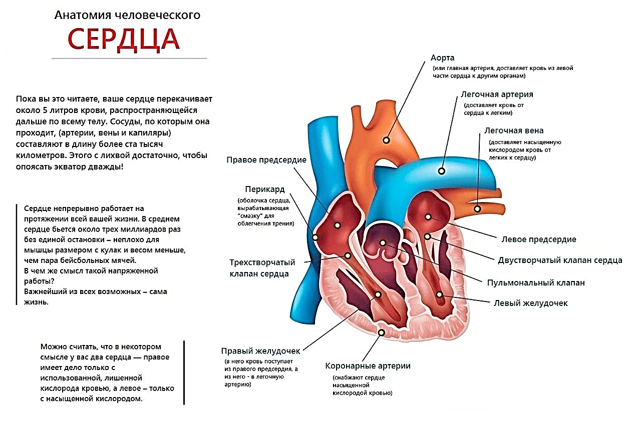 Анатомия и физиология сердца человека