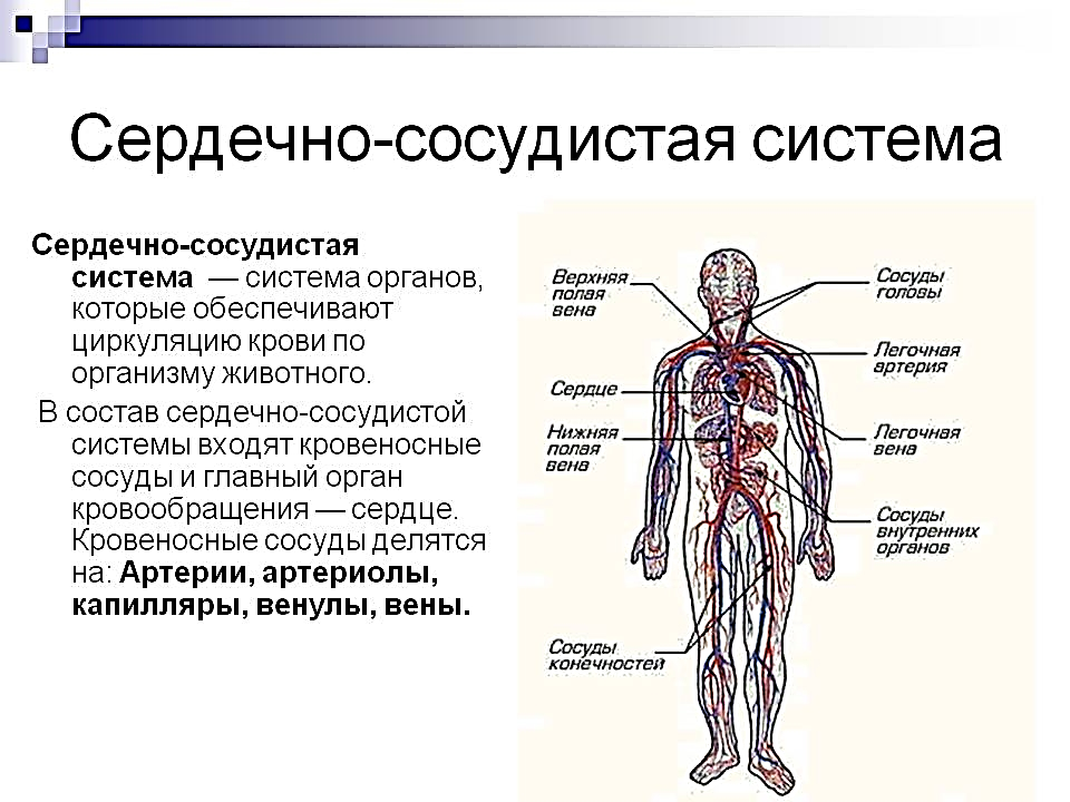 Общий план строения артерий