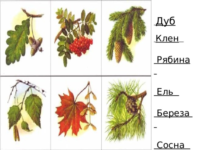 Клен, рябина,ель,дуб,сосна. • Клен • ель • сосна • дуб. Дуб, рябина, береза, ель, клен. Береза дуб клен рябина.