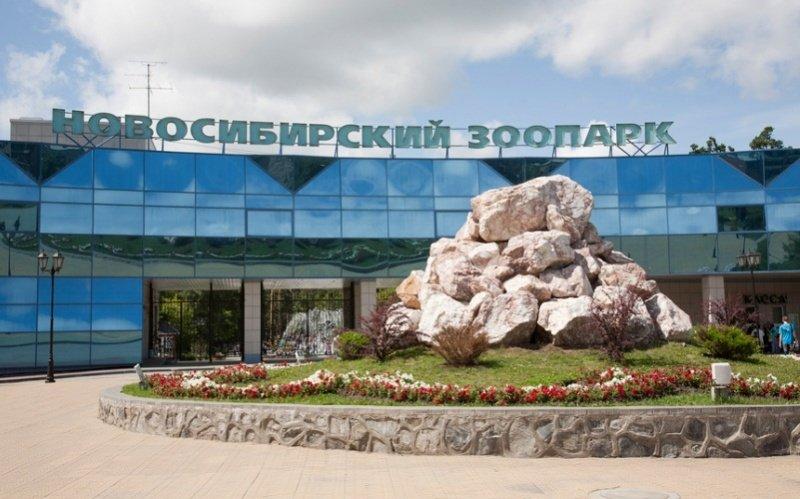 Новосибирский зоопарк рисунок