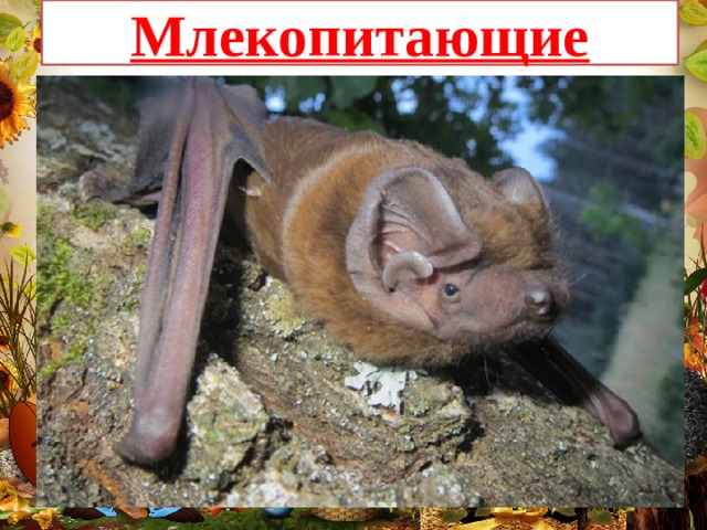 Млекопитающие 