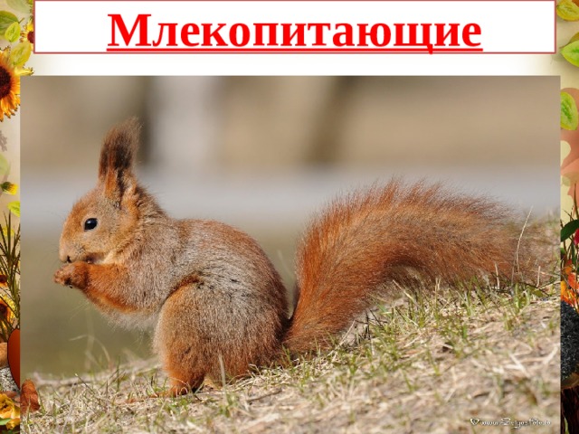 Млекопитающие 