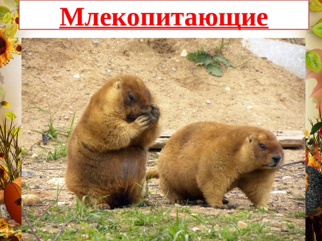Млекопитающие 