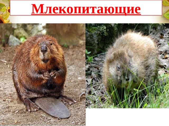 Млекопитающие 