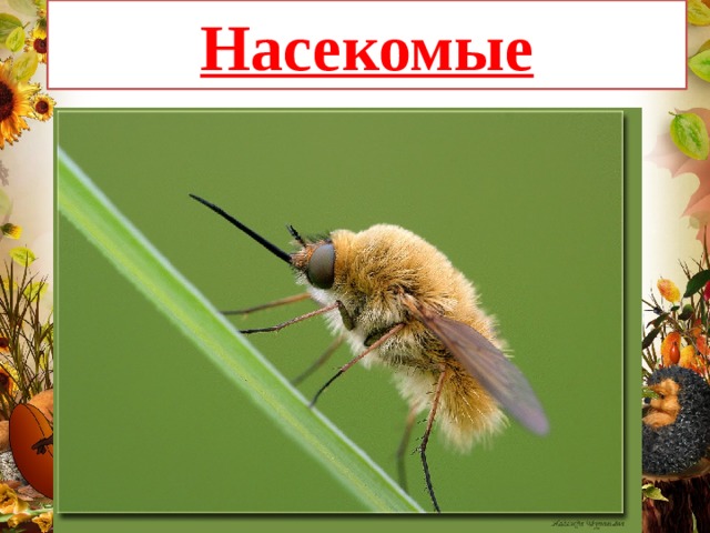 Насекомые 