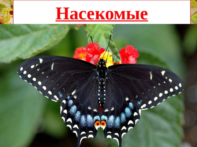 Насекомые 