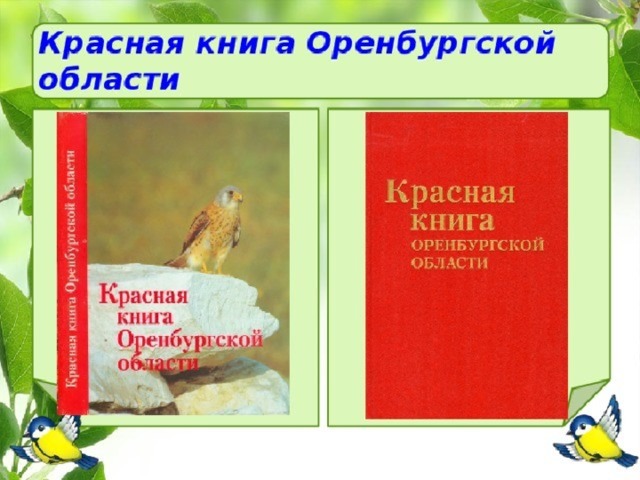 Презентация красная книга оренбургской области растения и животные