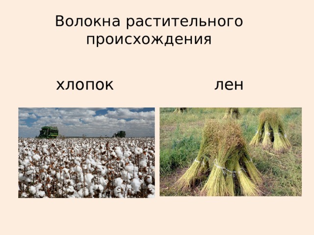 Волокна растительного происхождения. Волокна растительного происхождения хлопок и лен. Хло́пок — волокно растительного происхождения. Хлопок происхождение. Происхождение льна.