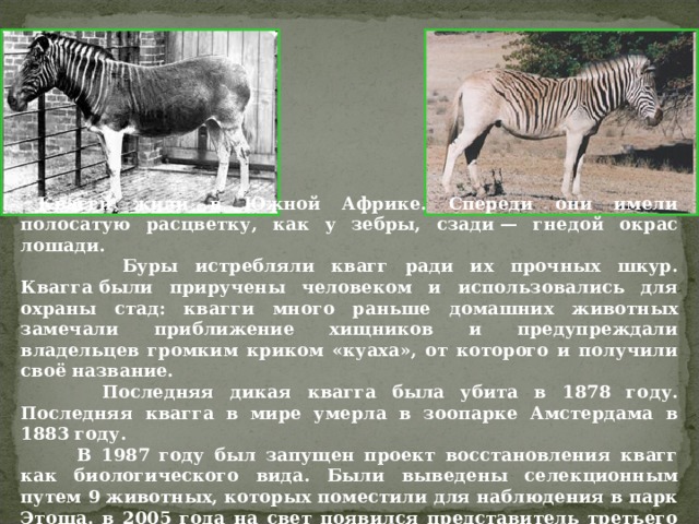 Объясните руководствуясь этой схемой образование полосатой окраски у предков современной зебры