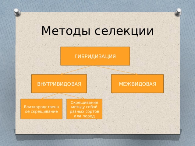 Методы селекции ГИБРИДИЗАЦИЯ ВНУТРИВИДОВАЯ МЕЖВИДОВАЯ Близкородственное скрещивание Скрещивание между собой разных сортов или пород 