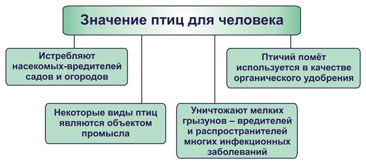 Схема значение птиц в природе и жизни человека