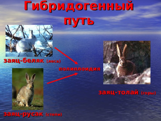 Гибридогенный путь заяц-беляк (леса) полиплоидия заяц-толай (горы) заяц-русак (степи) 