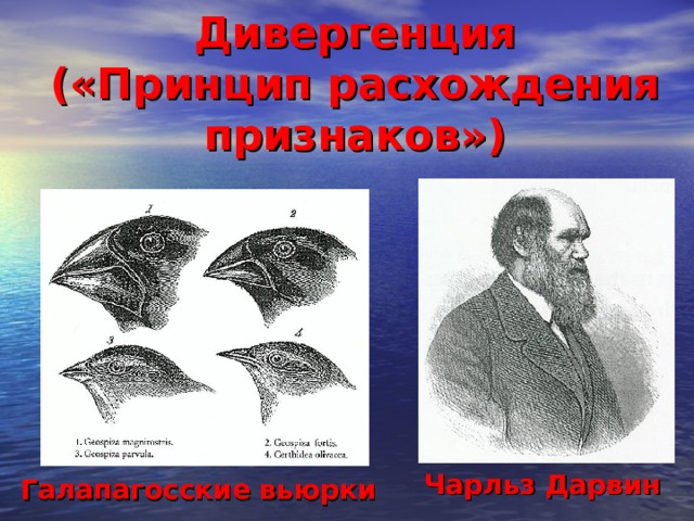 Дивергенция  («Принцип расхождения признаков») Чарльз Дарвин Галапагосские вьюрки 