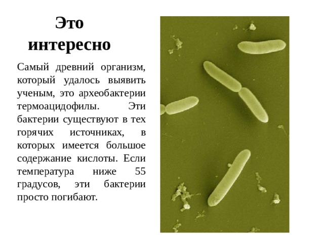 Это интересно Самый древний организм, который удалось выявить ученым, это археобактерии термоацидофилы. Эти бактерии существуют в тех горячих источниках, в которых имеется большое содержание кислоты. Если температура ниже 55 градусов, эти бактерии просто погибают. 