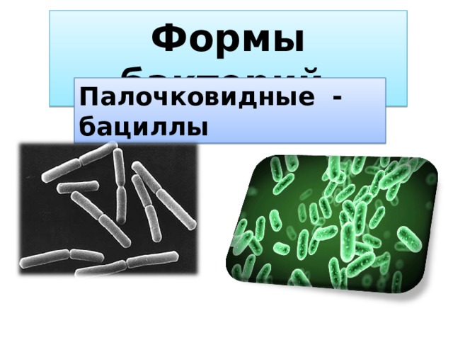 Формы бактерий Палочковидные - бациллы 