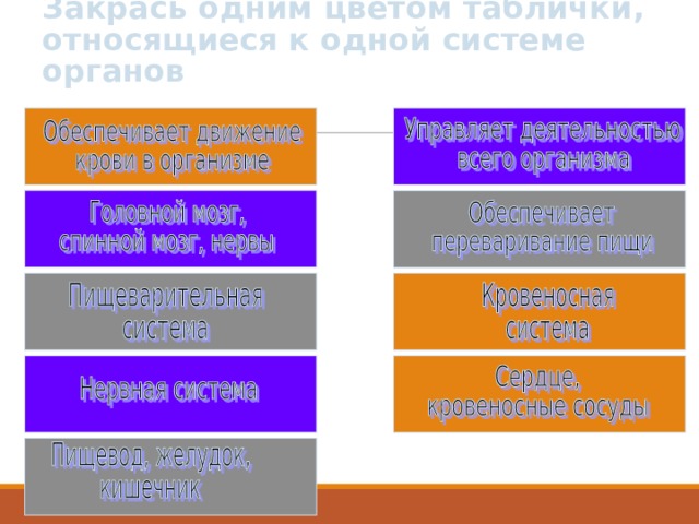 Закрась одним цветом таблички, относящиеся к одной системе органов 