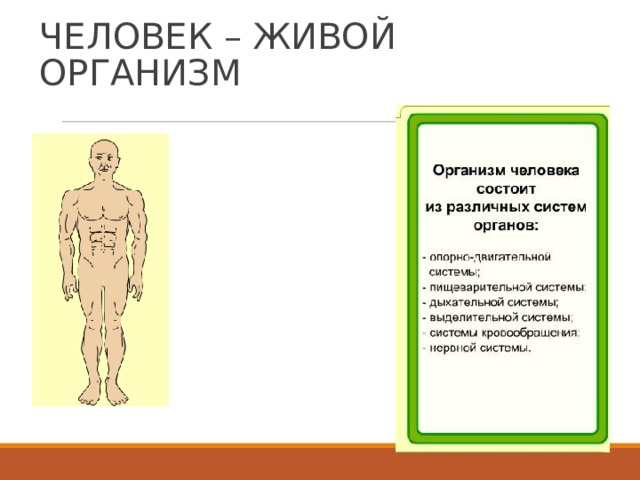 Начальный человек. Человек живой организм. Организм это живое тело человека. Человек всем телом живой.