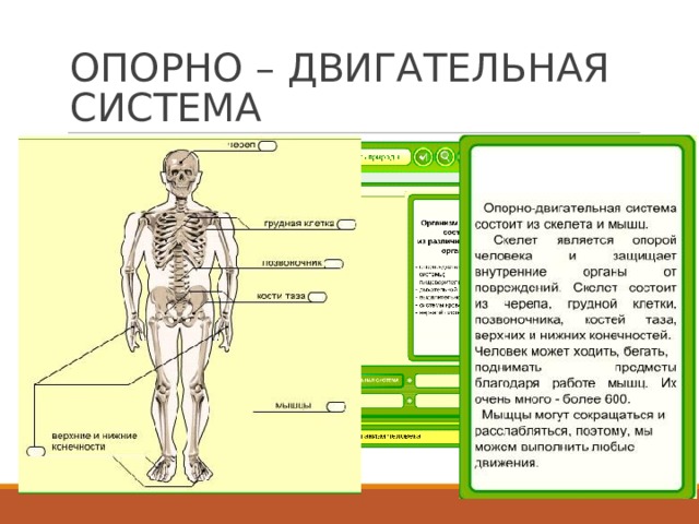 Биология конспект человек