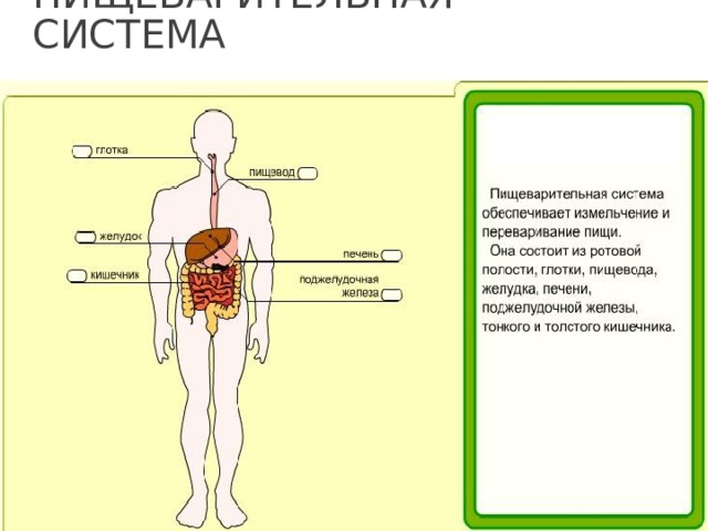 Органы человека презентация 3 класс окружающий мир плешаков