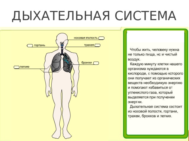 ДЫХАТЕЛЬНАЯ СИСТЕМА 