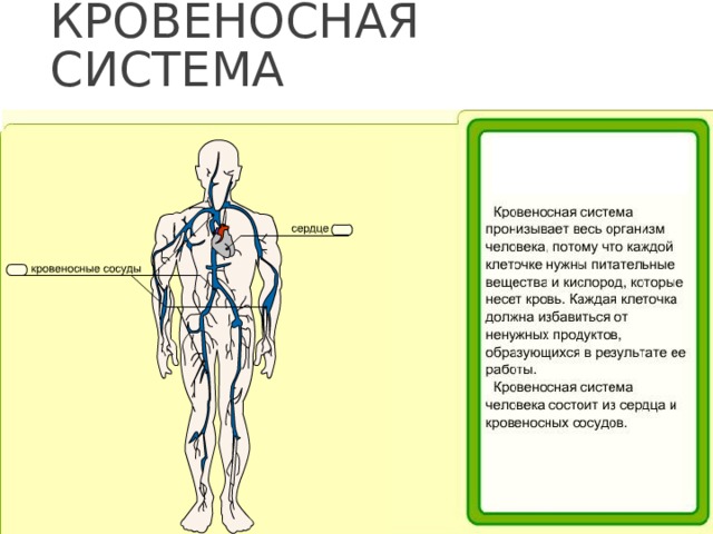 Организм человека 3 класс окружающий мир плешаков презентация