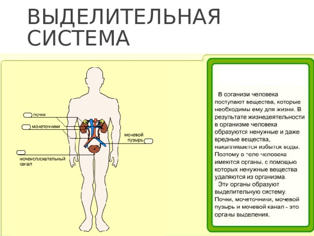 Органы человека конспект