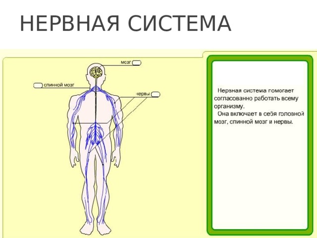 Органы человека презентация 3 класс окружающий мир плешаков