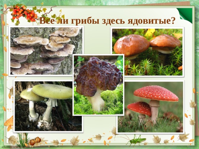 Все ли грибы здесь ядовитые? 