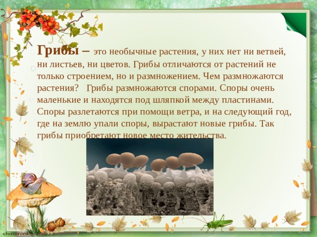             Грибы – это необычные растения, у них нет ни ветвей, ни листьев, ни цветов. Грибы отличаются от растений не только строением, но и размножением. Чем размножаются растения? Грибы размножаются спорами. Споры очень маленькие и находятся под шляпкой между пластинами. Споры разлетаются при помощи ветра, и на следующий год, где на землю упали споры, вырастают новые грибы. Так грибы приобретают новое место жительства. 