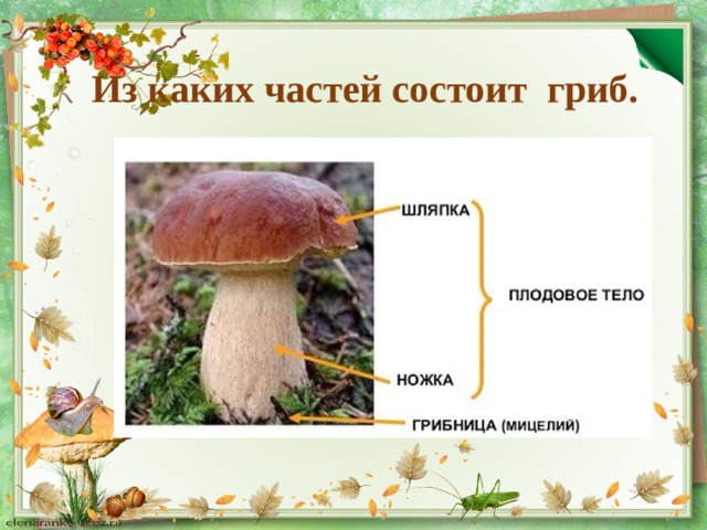 Из каких частей состоит гриб. 
