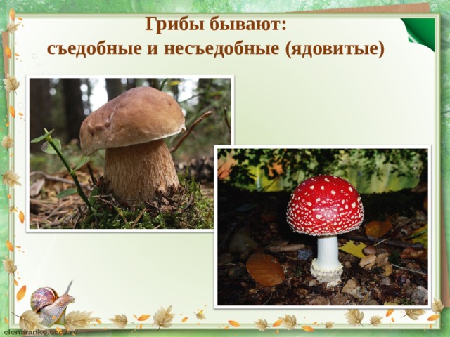 Грибы бывают:  съедобные и несъедобные (ядовитые) . 