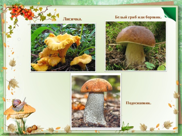  Белый гриб или боровик. Лисичка. Подосиновик. 