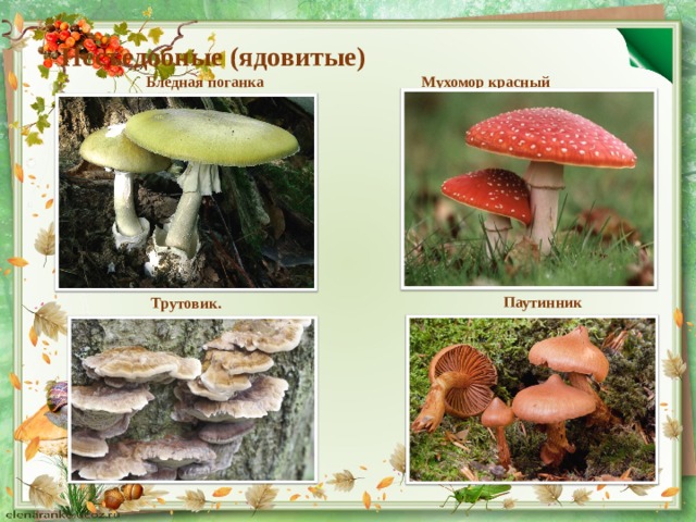 Несъедобные (ядовитые)  Бледная поганка Мухомор красный Паутинник Трутовик. 