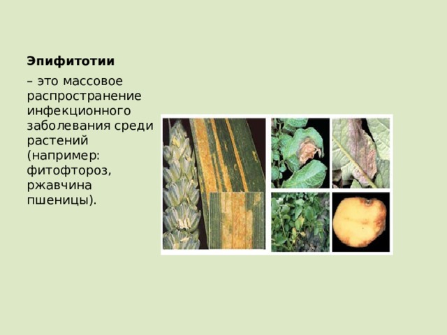Эпифитотии – это массовое распространение инфекционного заболевания среди растений (например: фитофтороз, ржавчина пшеницы). 