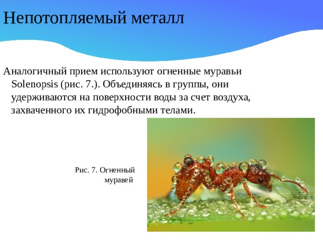 Непотопляемый металл Аналогичный прием используют огненные муравьи Solenopsis (рис. 7.). Объединяясь в группы, они удерживаются на поверхности воды за счет воздуха, захваченного их гидрофобными телами. Рис. 7. Огненный муравей