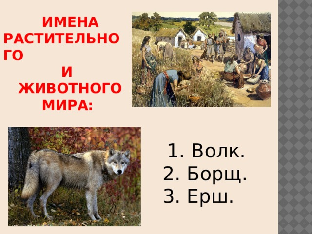  ИМЕНА РАСТИТЕЛЬНОГО  И  ЖИВОТНОГО  МИРА:                     1. Волк.  2. Борщ.  3. Ерш. 