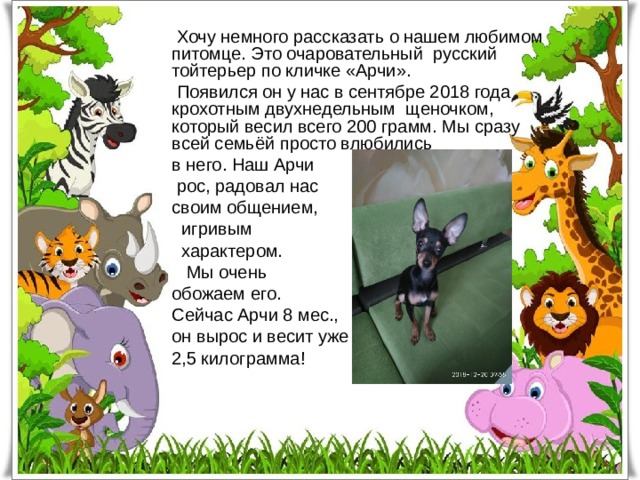   Хочу немного рассказать о нашем любимом питомце. Это очаровательный русский тойтерьер по кличке «Арчи».  Появился он у нас в сентябре 2018 года крохотным двухнедельным щеночком, который весил всего 200 грамм. Мы сразу всей семьёй просто влюбились в него. Наш Арчи  рос, радовал нас своим общением,  игривым  характером.  Мы очень обожаем его. Сейчас Арчи 8 мес., он вырос и весит уже 2,5 килограмма!  