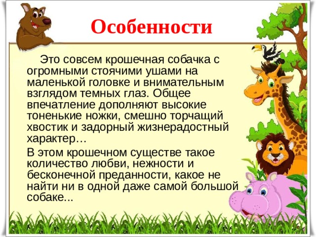 Особенности  Это совсем крошечная собачка с огромными стоячими ушами на маленькой головке и внимательным взглядом темных глаз. Общее впечатление дополняют высокие тоненькие ножки, смешно торчащий хвостик и задорный жизнерадостный характер… В этом крошечном существе такое количество любви, нежности и бесконечной преданности, какое не найти ни в одной даже самой большой собаке... 
