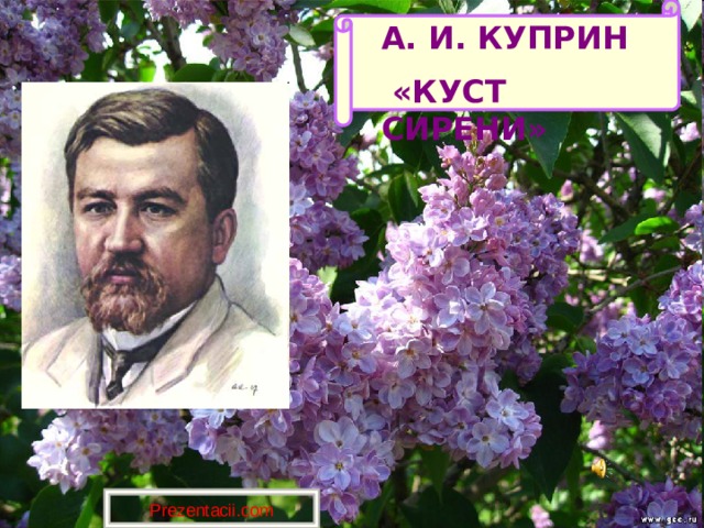 Краткое содержание куприн куст. Александр Иванович Куприн куст сирени. Куст сирени Куприн. Куст сирени Куприн фильм. Куприн сиреневый куст.