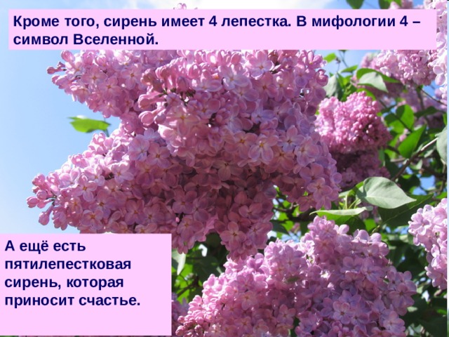 Презентация для 8 класса "А.И. Куприн "Куст сирени"