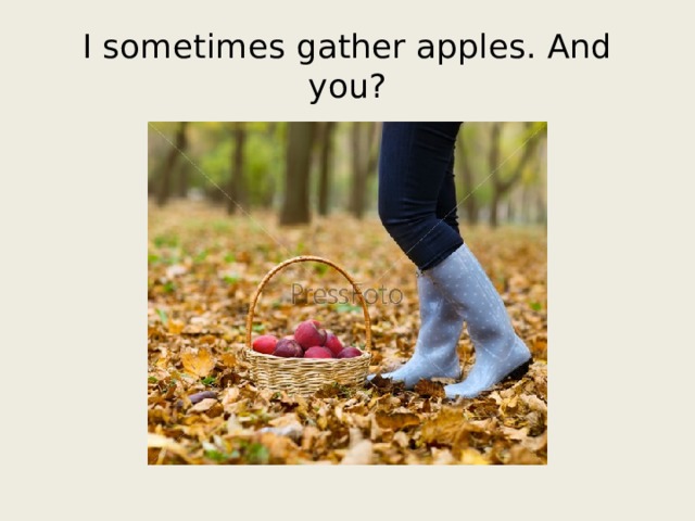 I sometimes gather apples. And you? 