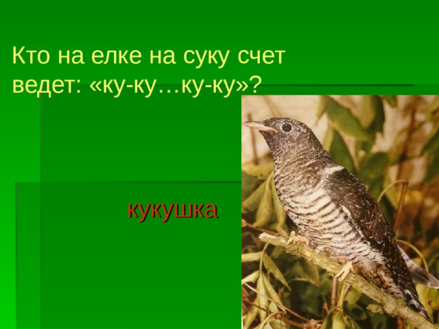 Кто на елке на суку счет ведет: «ку-ку…ку-ку»?  кукушка 