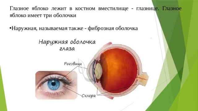 Глазное яблоко лежит в костном вместилище - глазнице. Глазное яблоко имеет три оболочки Наружная, называемая также - фиброзная оболочка 