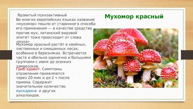 Презентация про мухомор 5 класс