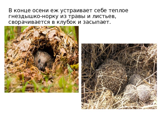 В конце осени еж устраивает себе теплое гнездышко-норку из травы и листьев, сворачивается в клубок и засыпает. 