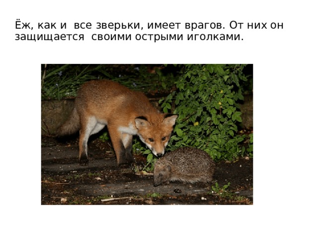 Ёж, как и все зверьки, имеет врагов. От них он защищается своими острыми иголками. 