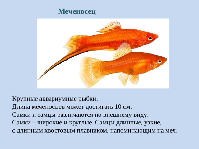 Меченосец Крупные аквариумные рыбки. Длина меченосцев может достигать 10 см. Самки и самцы различаются по внешнему виду. Самки – широкие и круглые. Самцы длинные, узкие, с длинным хвостовым плавником, напоминающим на меч. 