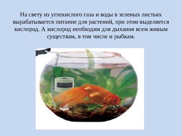 На свету из углекислого газа и воды в зеленых листьях вырабатывается питание для растений, при этом выделяется кислород. А кислород необходим для дыхания всем живым существам, в том числе и рыбкам. 