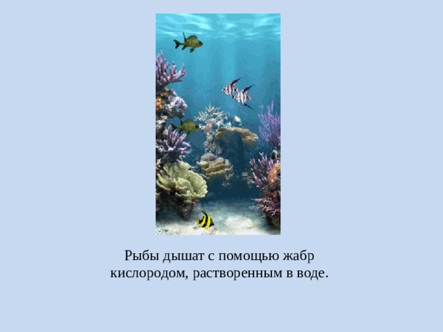 Рыбы дышат с помощью жабр кислородом, растворенным в воде. 